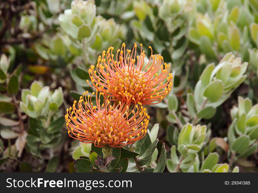 A Nodding Pincushion (Leucospermum cordifolium 'Eclipse') protea, South Africa