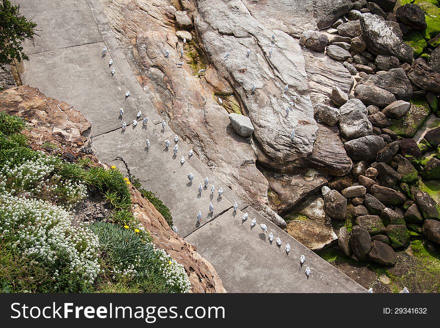 Group of seagulls in Bondi beach, Sydney. Group of seagulls in Bondi beach, Sydney.