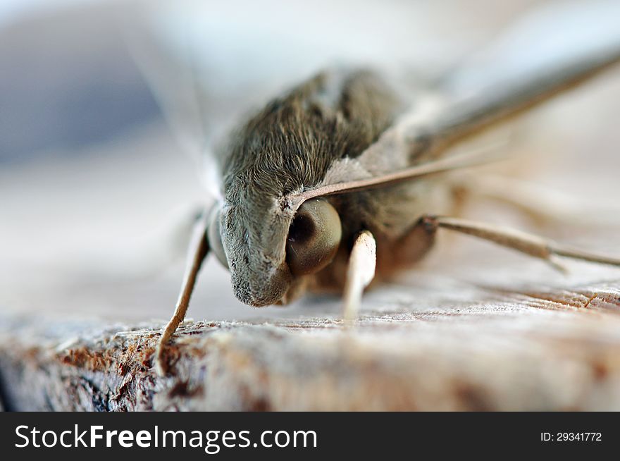 Macro close up moth face eyes and head