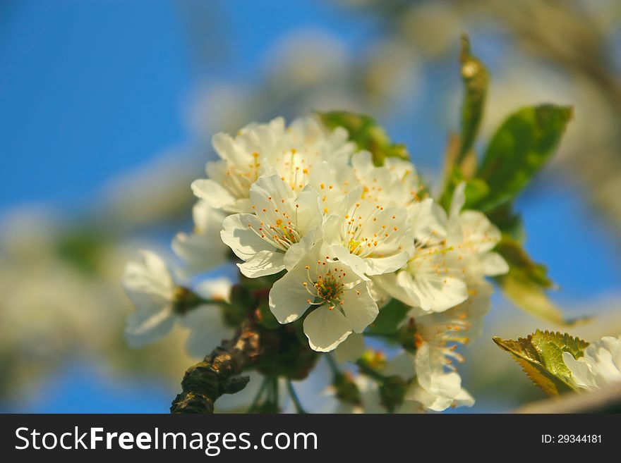 Bright white an apple-tree flower