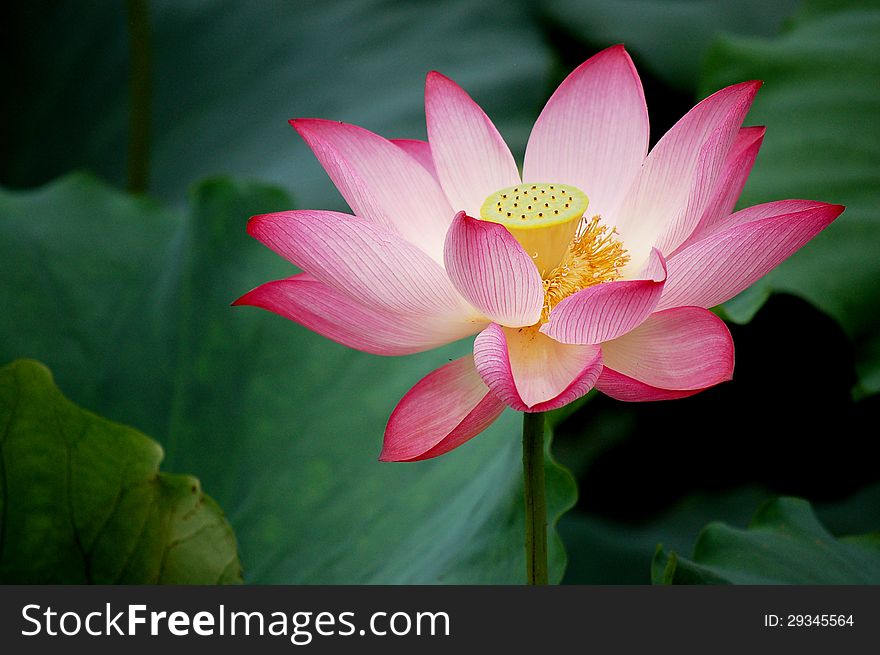 Blooming lotus with green leaves. Blooming lotus with green leaves