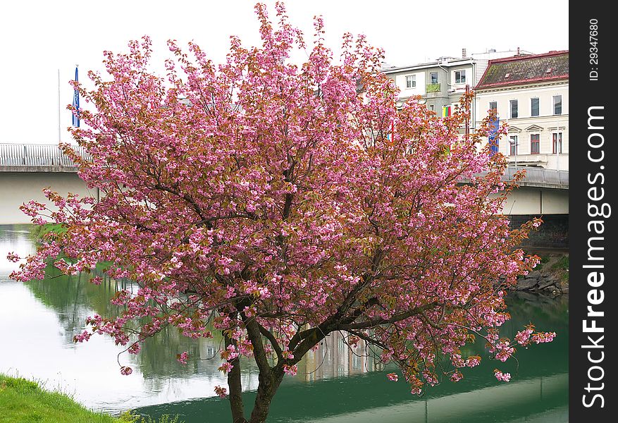 Single blossoming tree in the urban landscape. Single blossoming tree in the urban landscape.