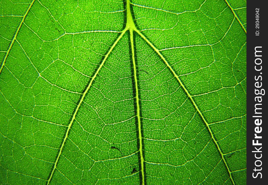 Macro shot of green leaf texture