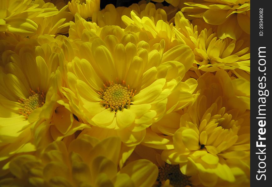 Background yellow Calendula flowers