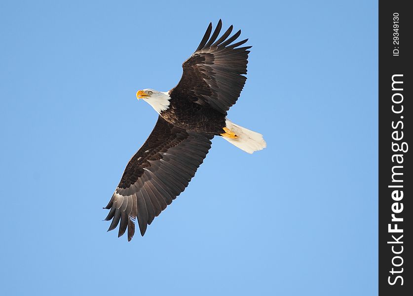 Bald eagle in flight in Idaho with a blue sky background. Bald eagle in flight in Idaho with a blue sky background