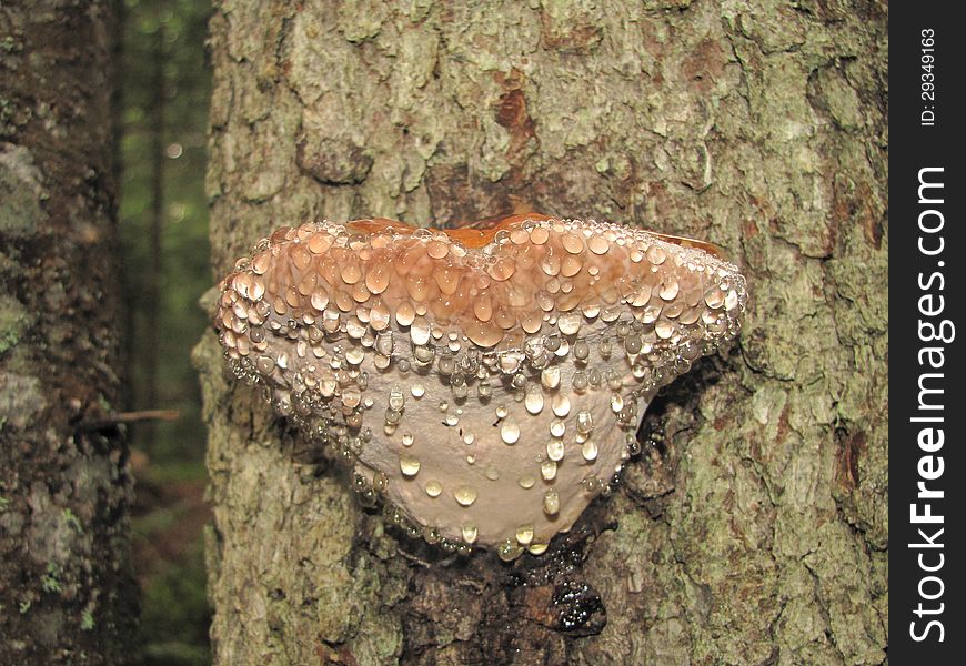 Fomes Fomentarius or Bracket fungi on a tree, with rain drops