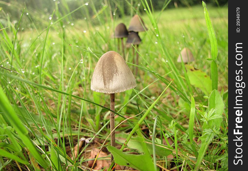 Mushroom Paneolus sphinctrinus in natural habitat, mountain meadow, after rain. Mushroom Paneolus sphinctrinus in natural habitat, mountain meadow, after rain
