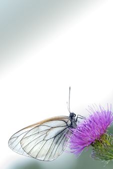 Black-veined White Royalty Free Stock Photo Black-veined White Royalty Free Stock Photo