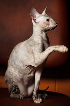 Sphynx Free Stock Images Photos Stockfreeimages Com