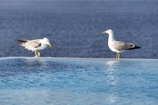 Two Seagulls On The Edge Of The Infinity Pool With Sea View On The Background Stock Photography Two Seagulls On The Edge Of The Infinity Pool With Sea View On The Background Stock Photography