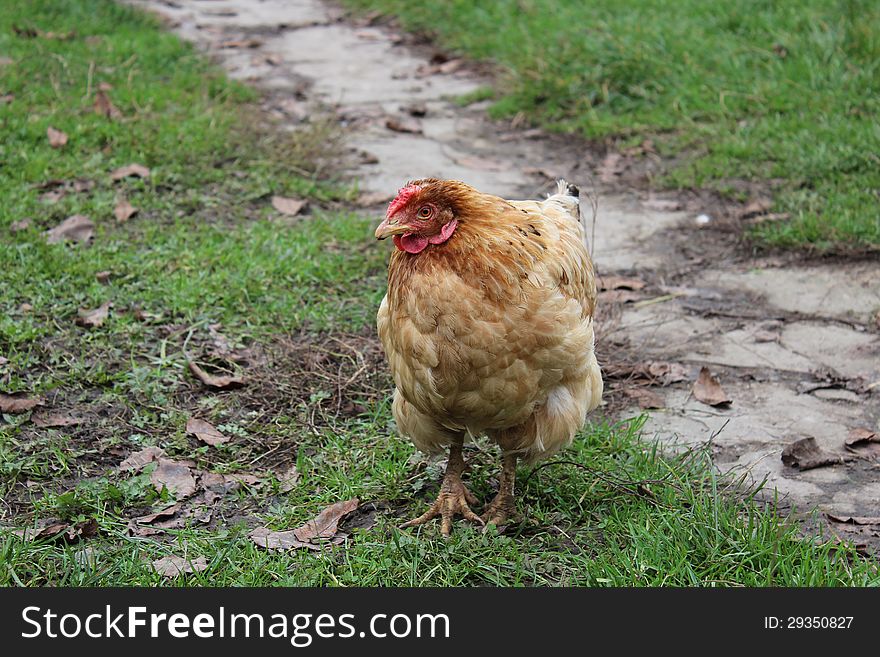 Photo red cocks, chicken photo