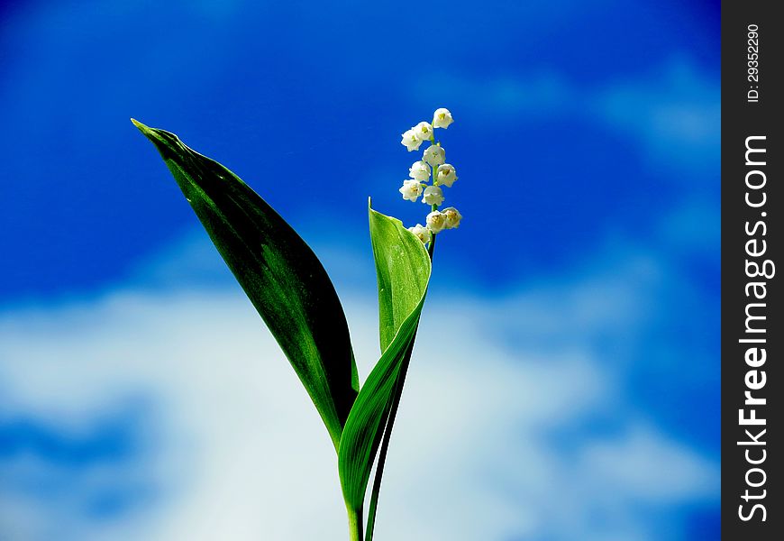 The forest lily of the valley blossomed in May on a solar glade