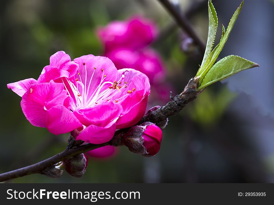 Peach Flowers