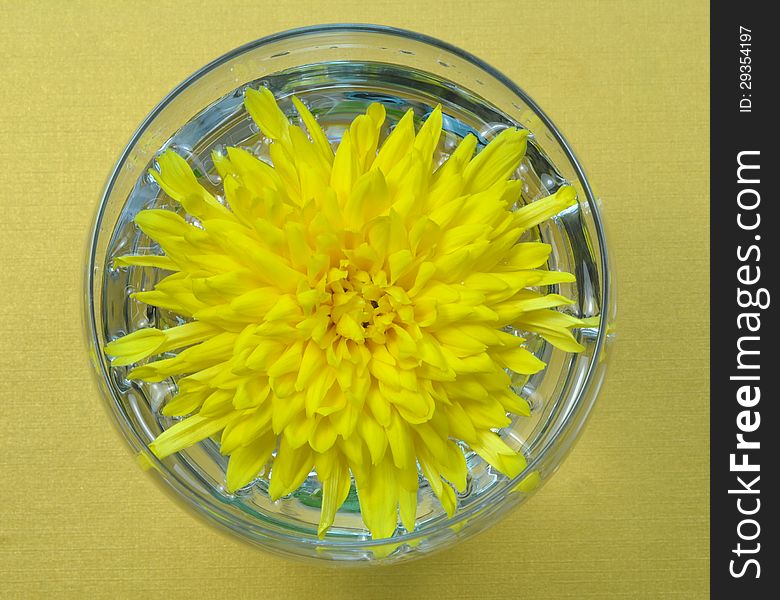 Yellow chrysanthemum in glass