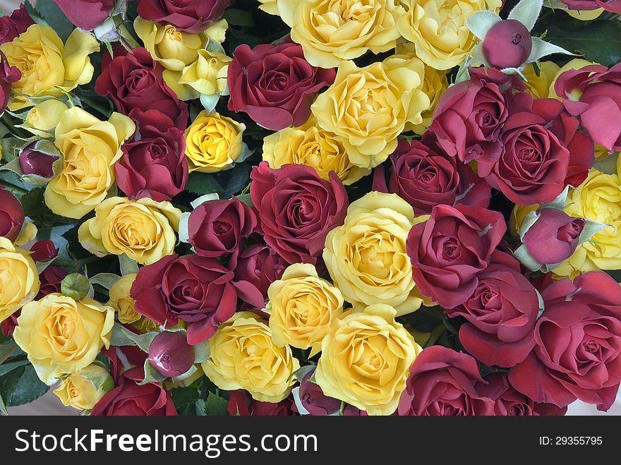 Background of yellow and red roses. Background of yellow and red roses