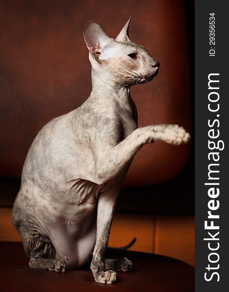 Sphynx Cat