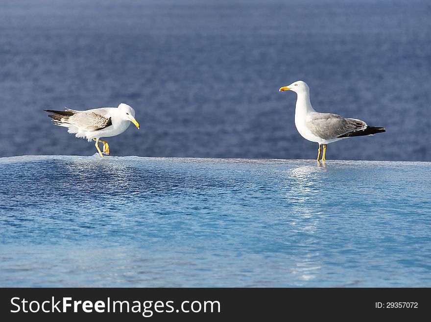 Two Seagulls On The Edge Of The Infinity Pool With Sea View On The Background