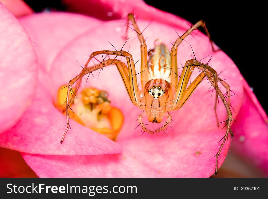 Lynx Spider on the pink flower. Lynx Spider on the pink flower