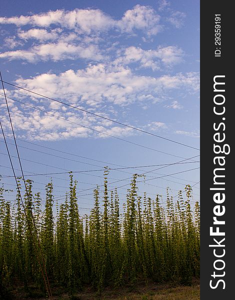 Tall hops plantation at sunset