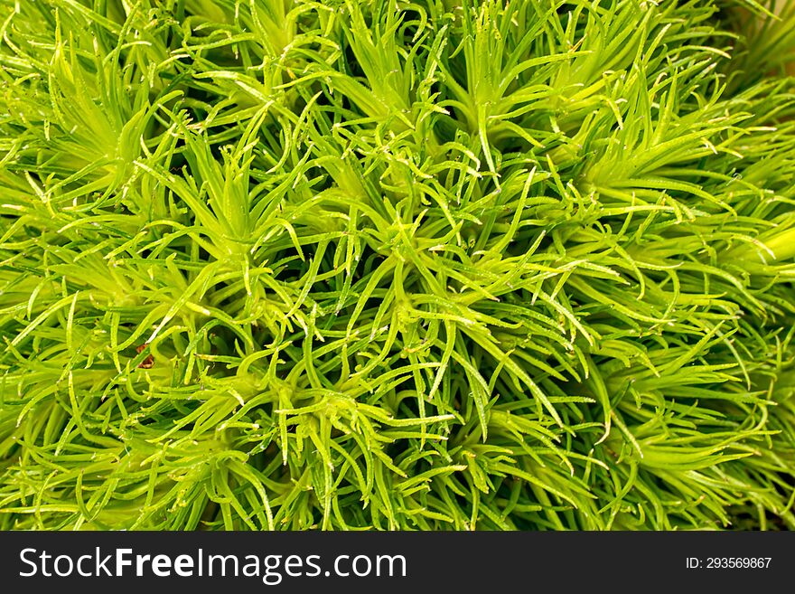 Close-up Photo Of Grass