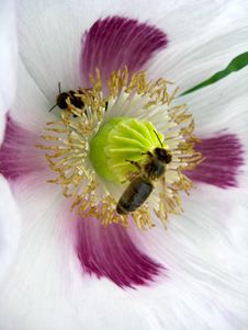 Bee Sitting On Thebeautiful Flower Of White Poppy Royalty Free Stock Images