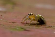Yellow Jumping Spider Royalty Free Stock Photos Yellow Jumping Spider Royalty Free Stock Photos