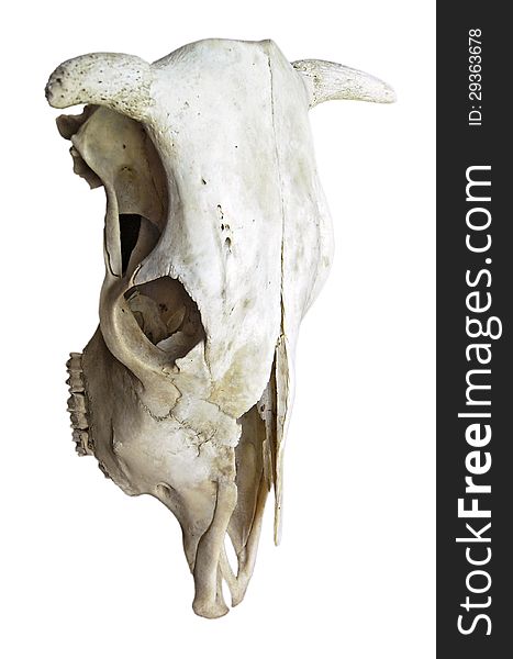 Cow Skull