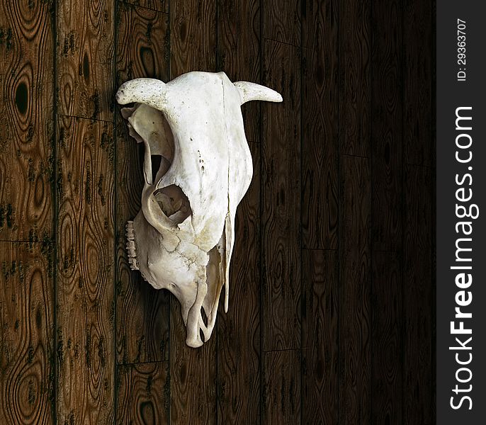 Cow Skull