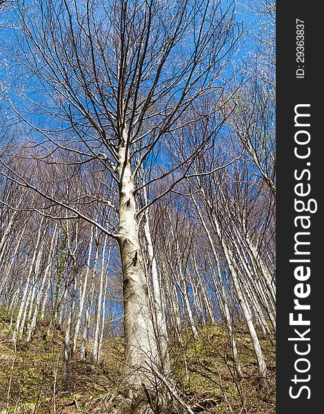 Panorama image of a beautiful italian beech forest.