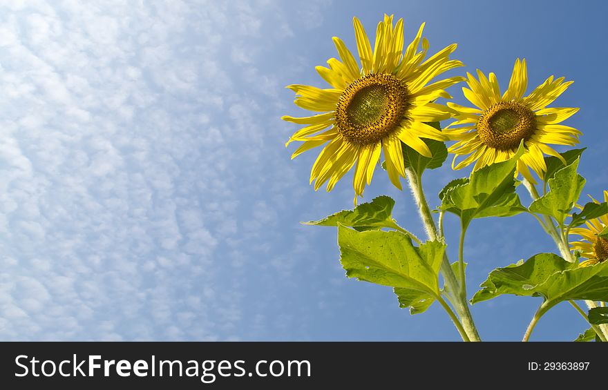 Yellow sunflower with blue sky and cloudy