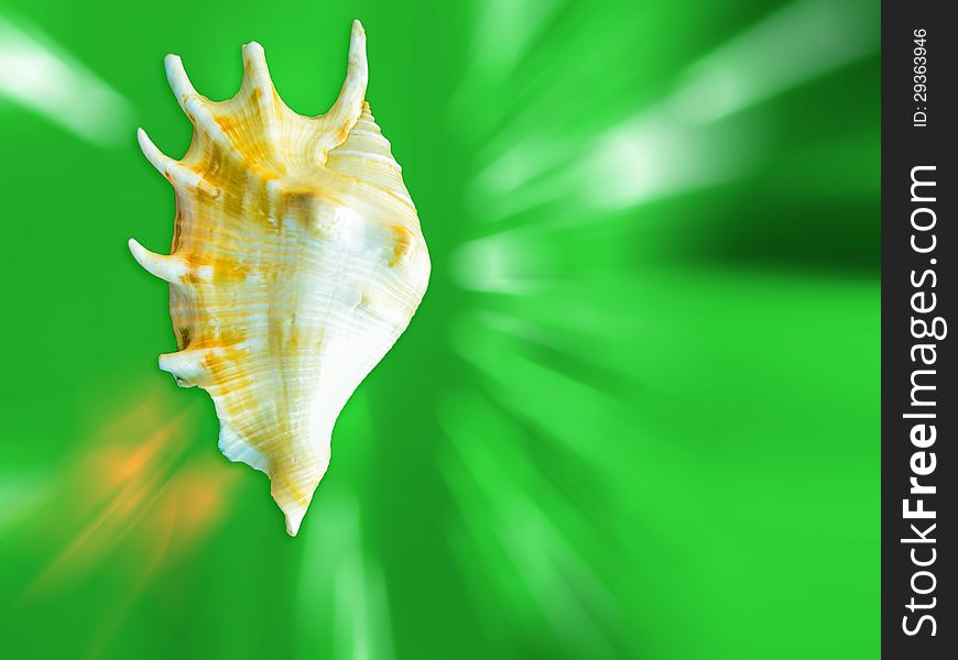 Sea shell conch on colorful abstract background