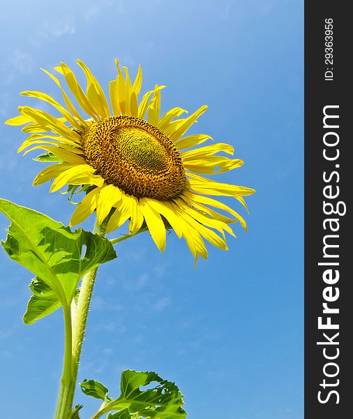 Yellow sunflower with blue sky and cloudy
