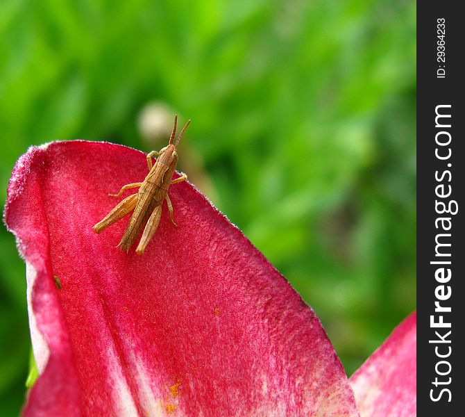 Young grey grasshopper sitting on red tulip flower. Young grey grasshopper sitting on red tulip flower