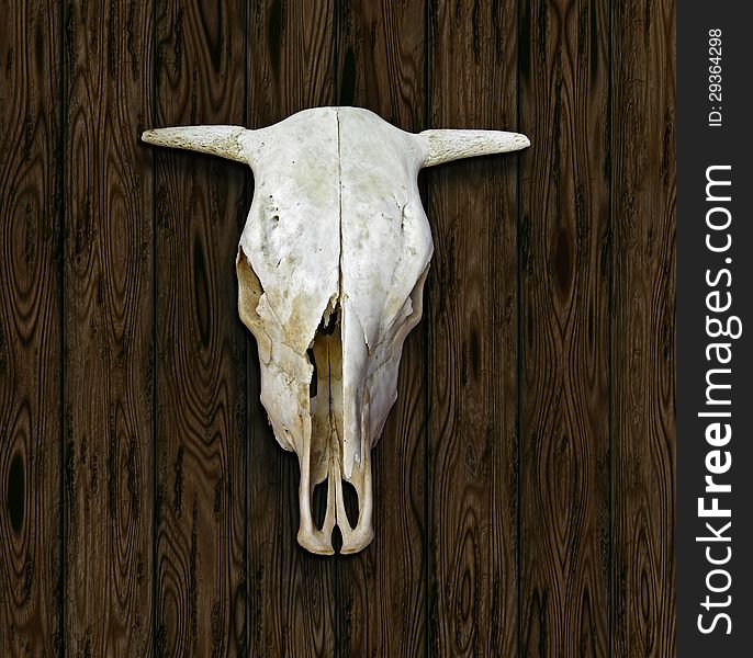 Photo of a cow skull against my illustration of a wooden wall.