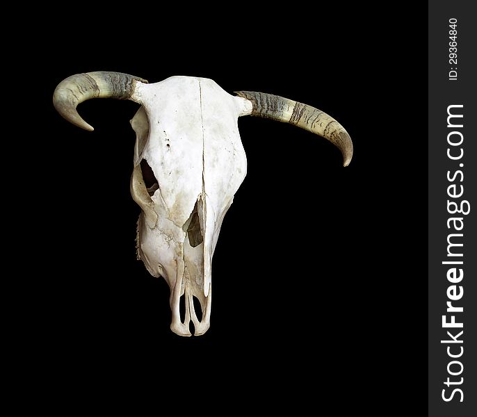 Photo of a cow skull.