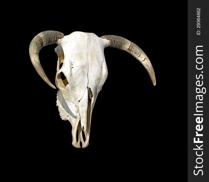 Cow Skull