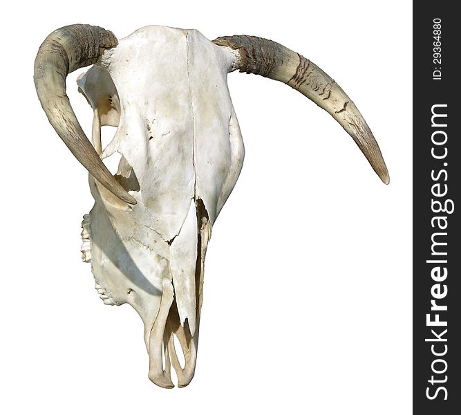 Photo of a cow skull.