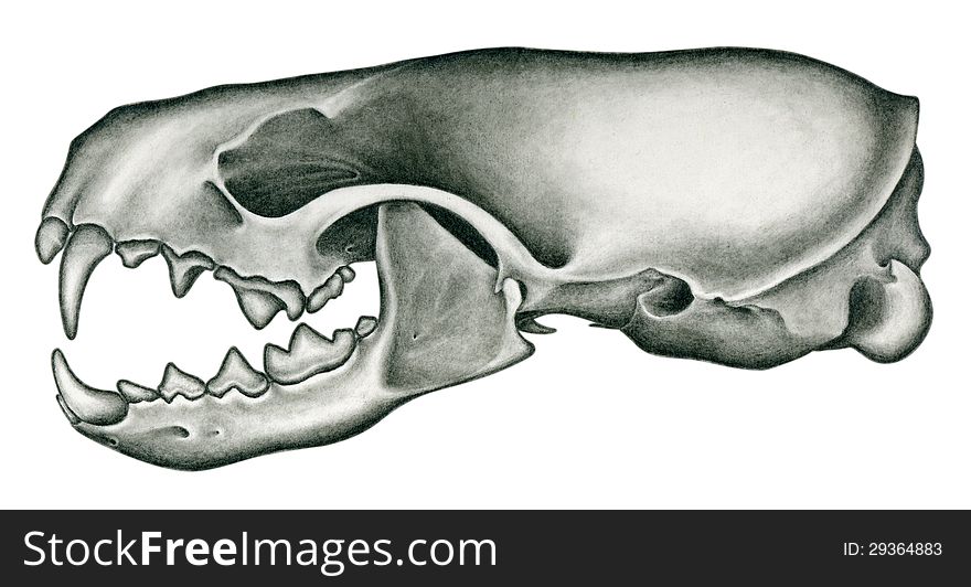 Pencil drawing of a mink skull
