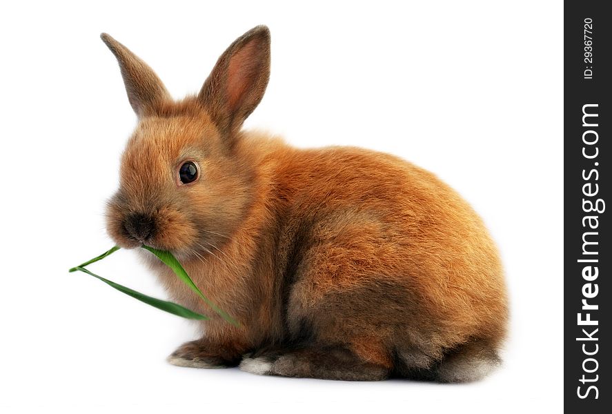 Cute easter bunny eating grass - isolated on white background