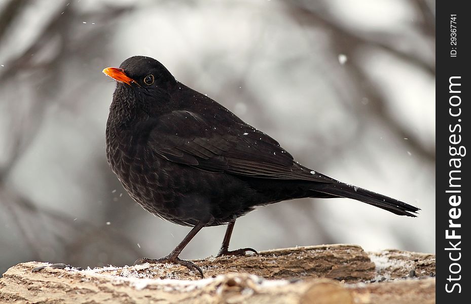 Beautiful blackbird sitting on a bird table in Winter