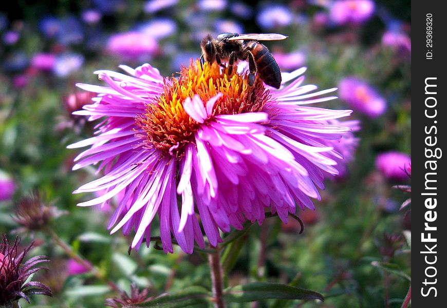 The bee sitting on the  aster and collecting the nectar. The bee sitting on the  aster and collecting the nectar