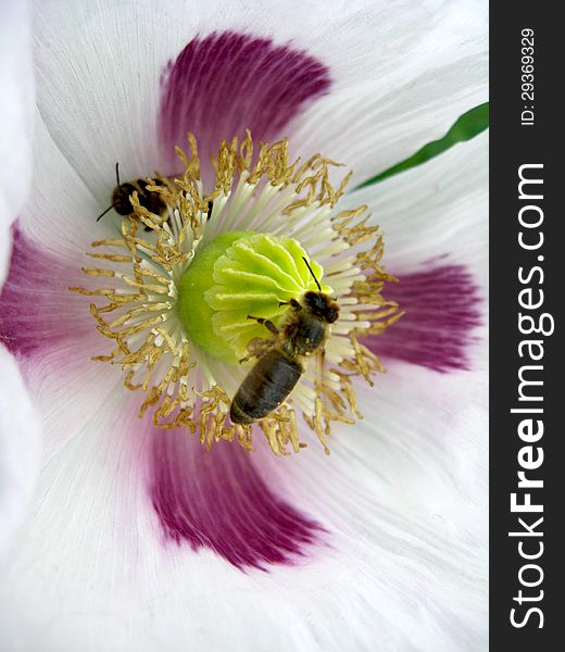 The image of the bee sitting on thebeautiful flower of white poppy