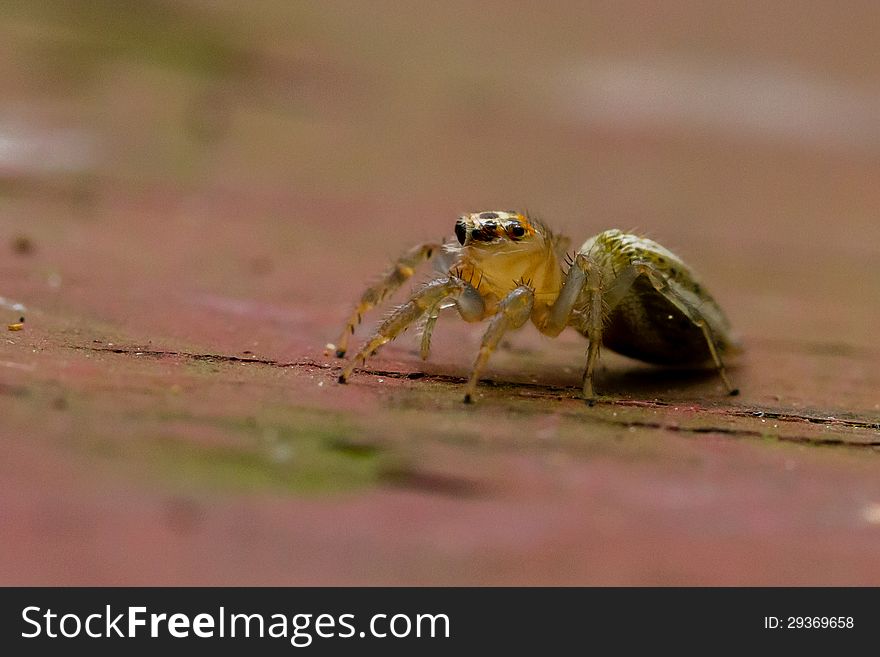 Small (1/4 inch) jumping spider with yellow head and green body on picnic table. Small (1/4 inch) jumping spider with yellow head and green body on picnic table