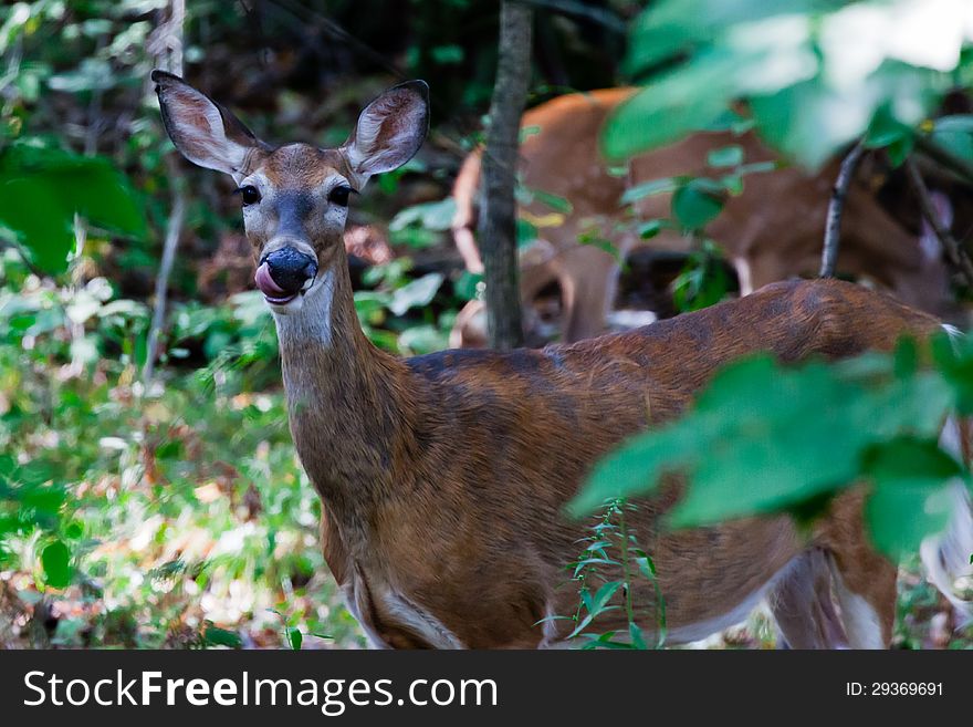 Deer licking nose in woods in Virginia