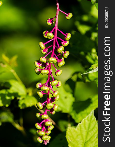 Pink stem and greens buds on the Virginia Poke or Phytolacca Americana. Pink stem and greens buds on the Virginia Poke or Phytolacca Americana