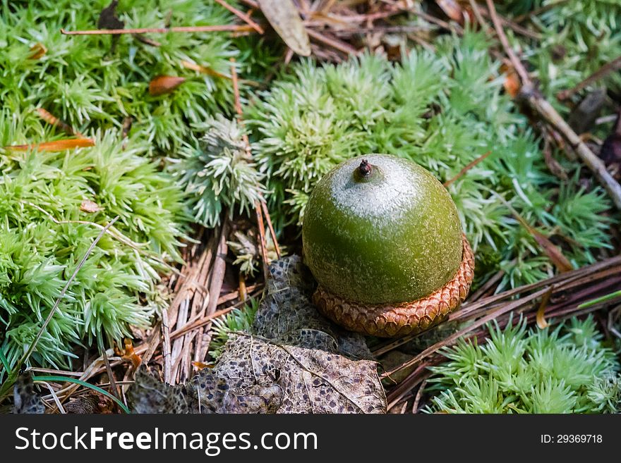 Green acorn on bed of leaves and greens in a forest in Virginia.