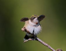 Hummingbird On Branch Stock Photos