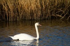 Swan On The River In Somerset Royalty Free Stock Image Swan On The River In Somerset Royalty Free Stock Image
