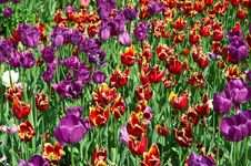 Many Red And Purple Tulips Stock Photos Many Red And Purple Tulips Stock Photos