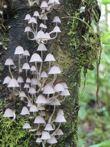 Umbrella Mushrooms Royalty Free Stock Image Umbrella Mushrooms Royalty Free Stock Image